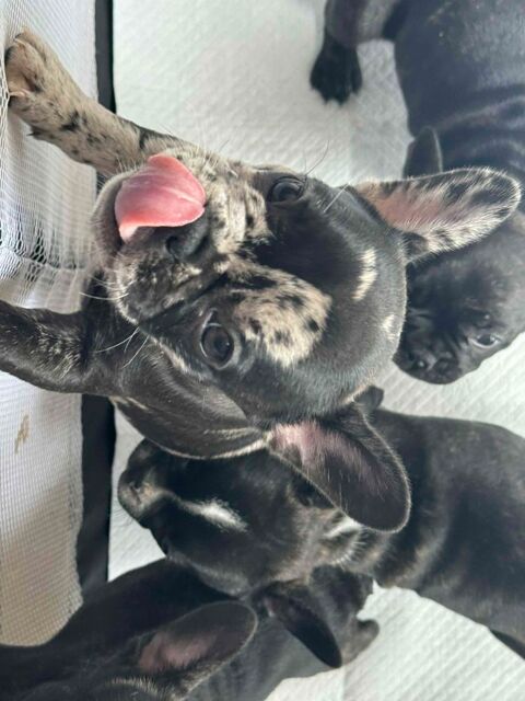 Chiot Bouledogue Fran&ccedil;ais 500 50310 Saint-marcouf