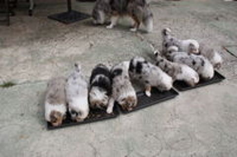   chiots berger australien 