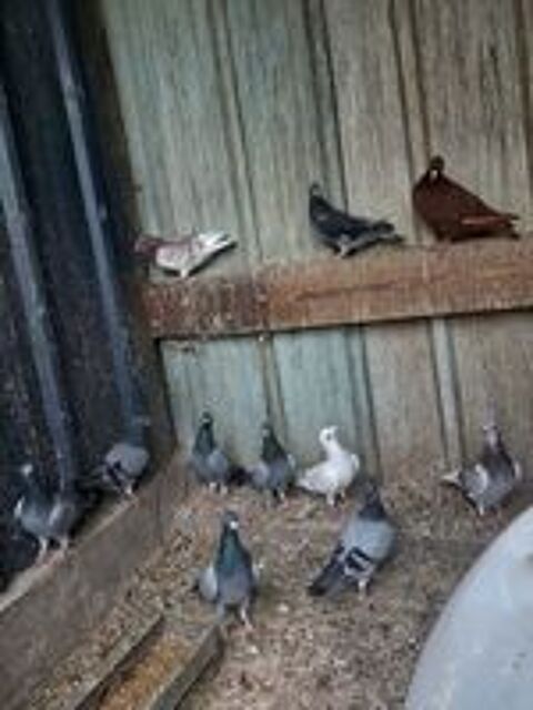   pigeons voyageurs 