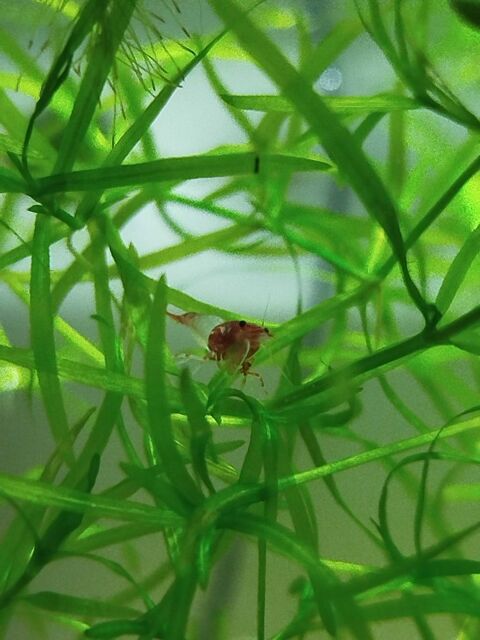 aquarium 20l+ crevettes 35 Bulles (60)