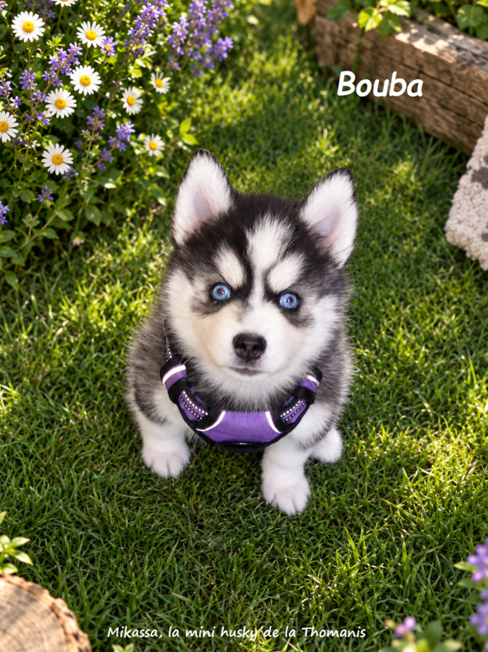   Magnifique Pomsky F3+ / Mini husky 