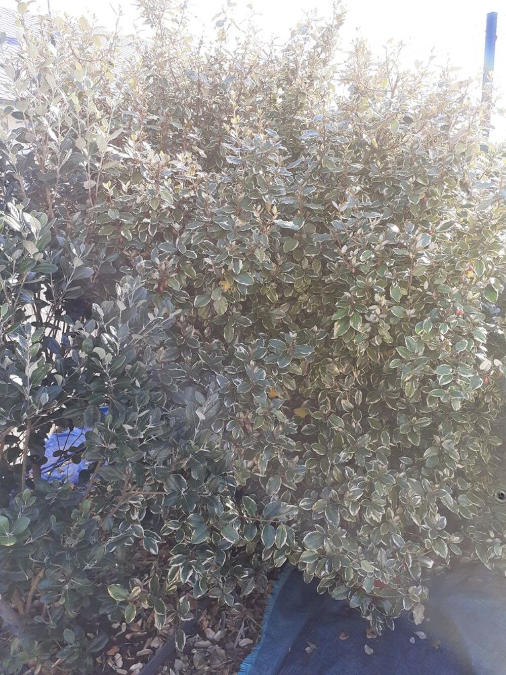 arbustes pour haie ou en isol&eacute; Jardin