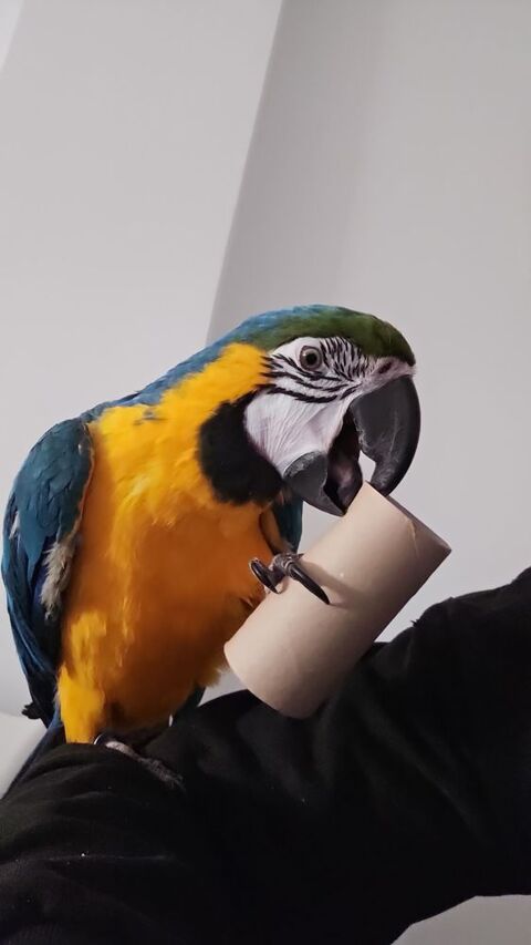 Perroquet ara ararauna 1200 57510 Saint-jean-rohrbach