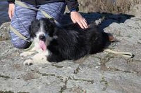   PUSHINKA SE TROUVE DANS UN REFUGE EN UKRAINE 