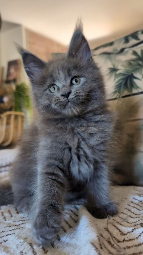 Adorables chatons Maine Coon Loof 1300 36310 Beaulieu