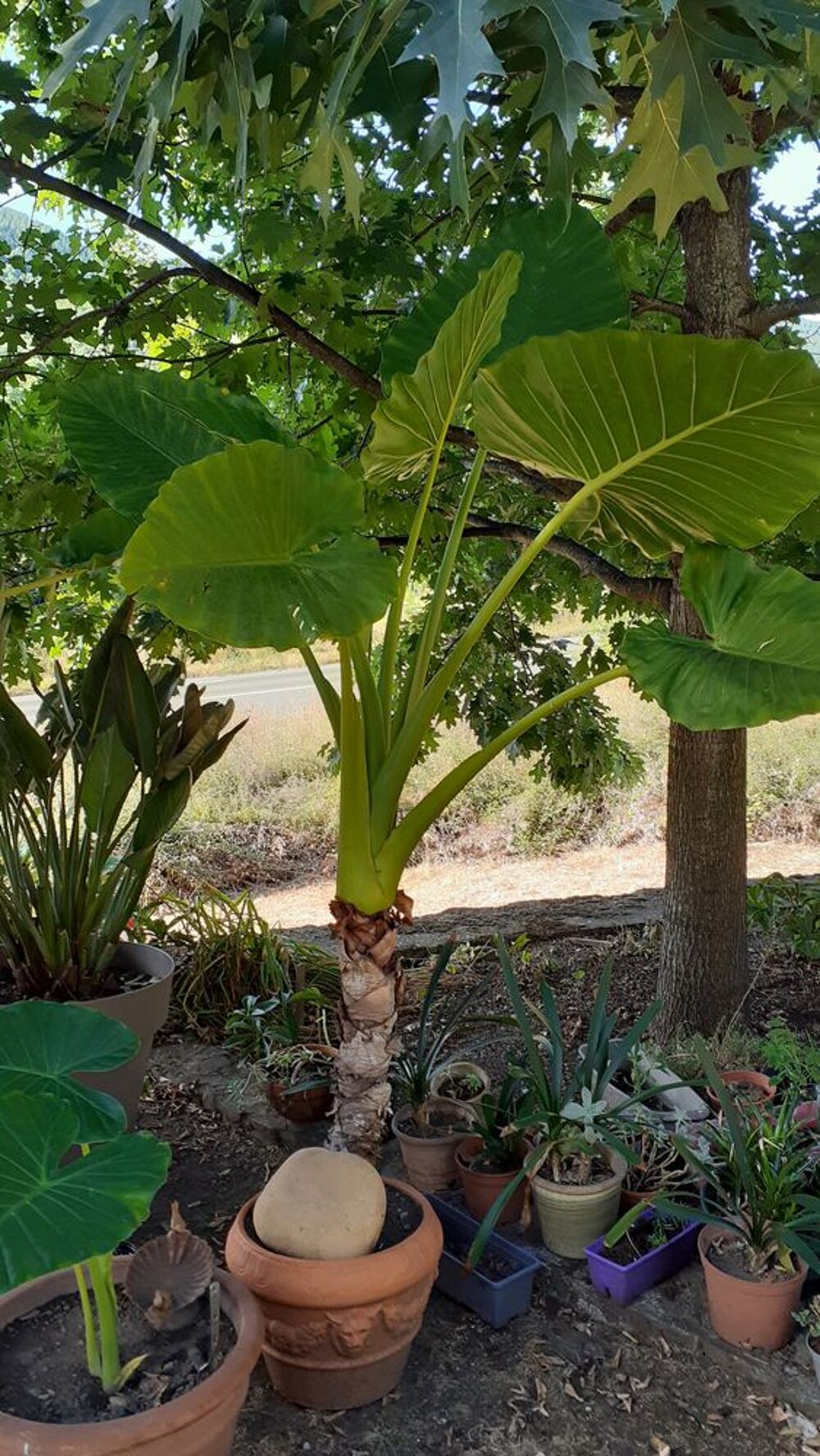 Plante oreille d'&eacute;l&eacute;phant ou Alocasia Jardin