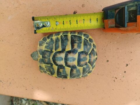 Tortue Terrestre 100 66000 Perpignan