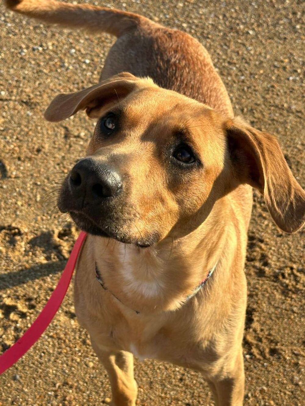   SIMBA  