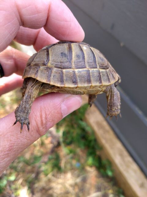 Tortue grec 120 17610 Chaniers