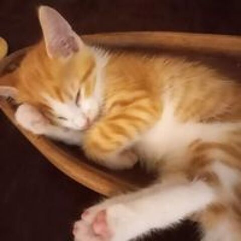   ✨️ BUDDY ✨️ 🐱 