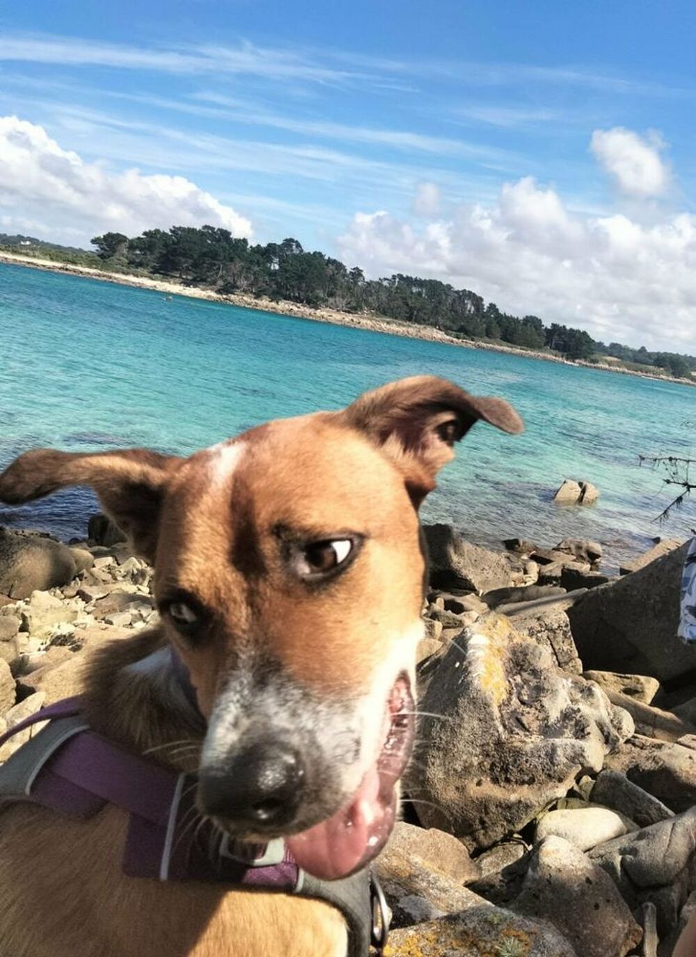   ALOKA votre compagnon pour la vie  