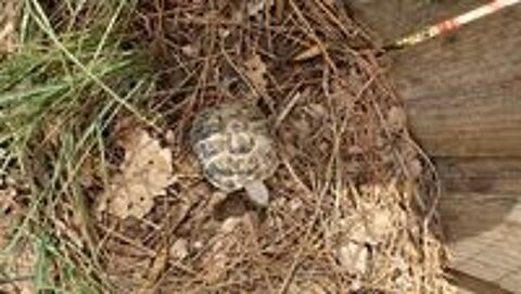   tortues de terre à céder 