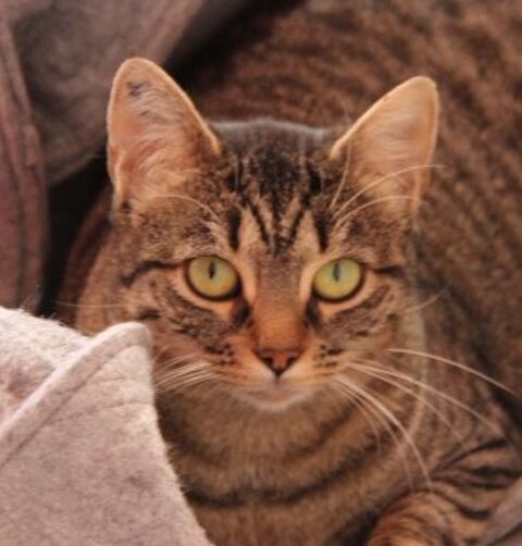 FALBALA FEMELLE TIGREE 5 ANS 1/2 195 92260 Fontenay-aux-roses