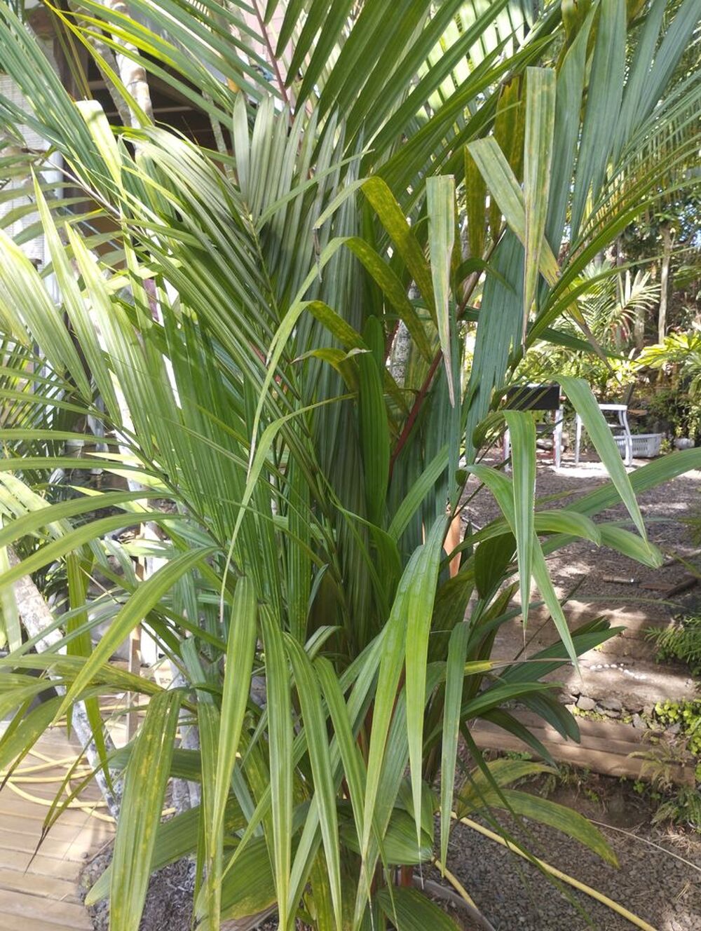 Palmier rouge &agrave; l&egrave;vres Jardin