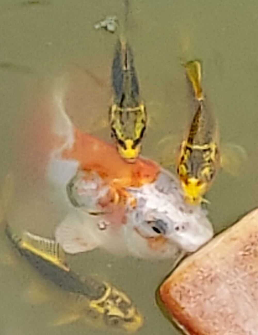   carpes koï 