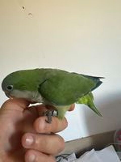  Conure souris eam 