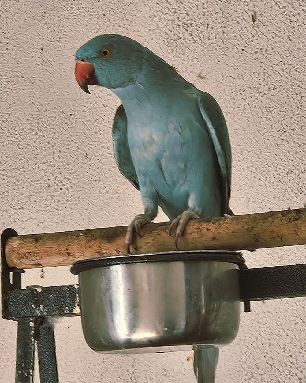   RARE JEUNE PERRUCHE COLLIER EAM PÈRE PARLEUR
MUTATION BLEUE  