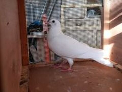   JEUNES PIGEONS TYPE VOYAGEUR BLANCS PUR 