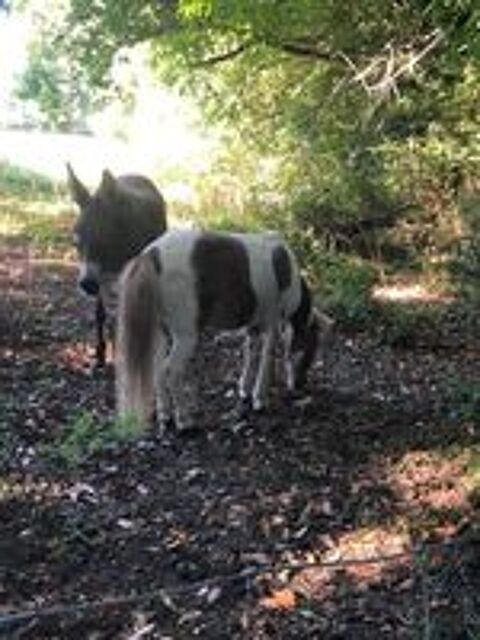   anesse et ponette 