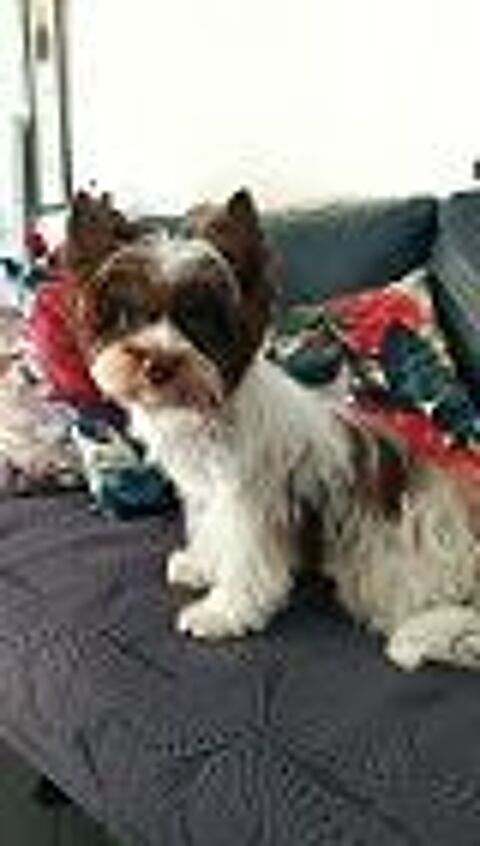   saillie 