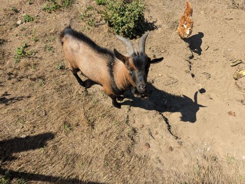 
Donne jeune bouc 1 an et demi très sociable 0 81240 Saint-amans-soult