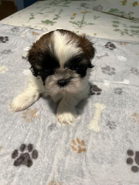 Chiots SHIH TZU 900 09190 Lorp-sentaraille