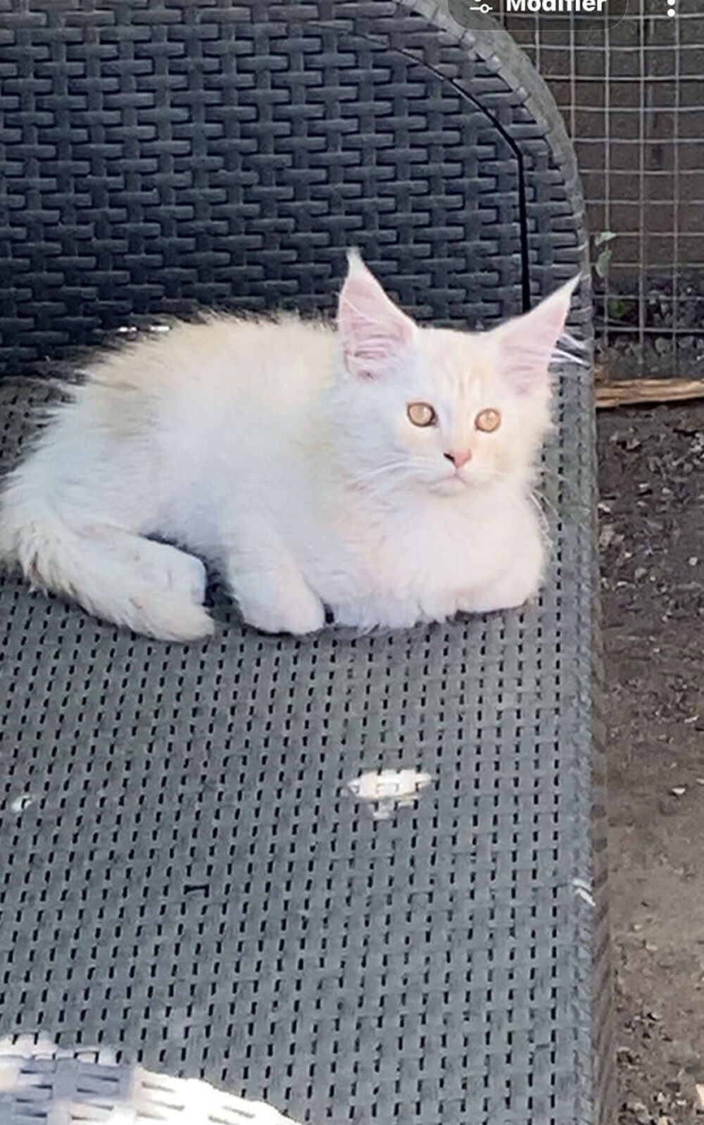   MAINE COON ? CHATONS DISPONIBLES ??? les loulous de c?ur  