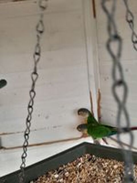   Conure pyrruha  