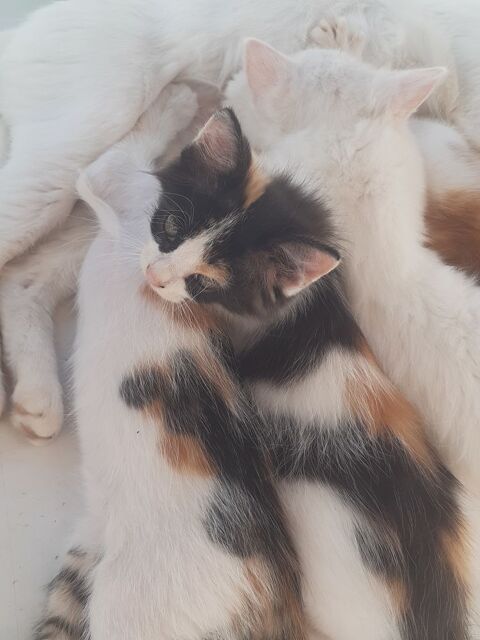 Donne chatons sur Saint pierre, 3 mois, autonomes 0 97250 Saint-pierre