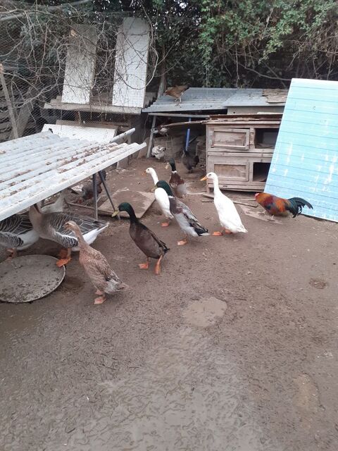 Canard coureurs indiens 90 34400 Lunel