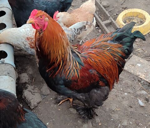 Couple Brahma perdrix 42240 Unieux