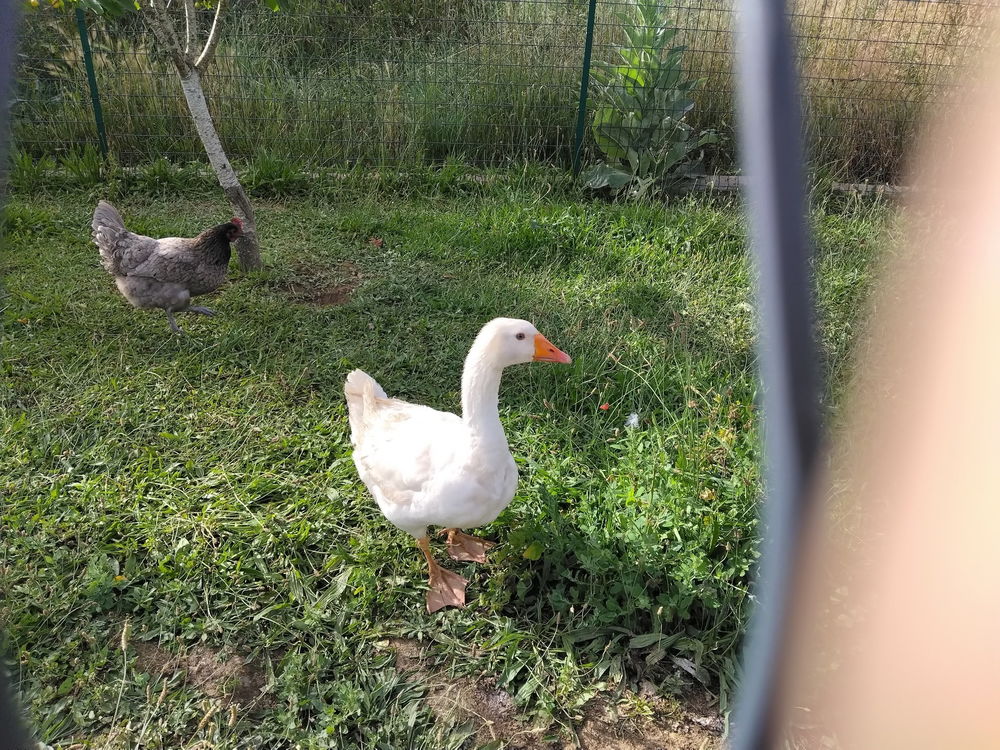   Donne oie blanche et poule grise 