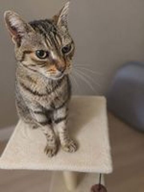   Ninou gentil chat calme cherche panier retraite 