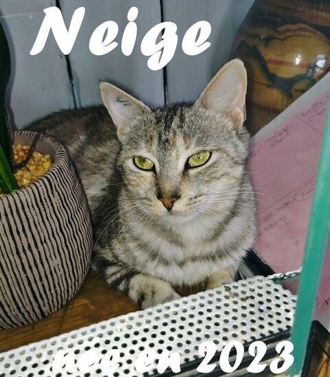 Neige à l'adoption 150 61000 Alenon