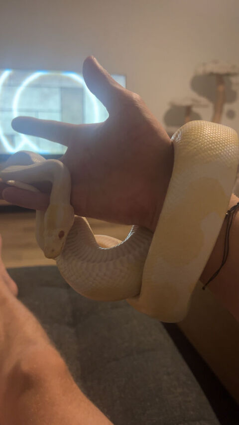 Python albinos banana pastel 150 83100 Toulon