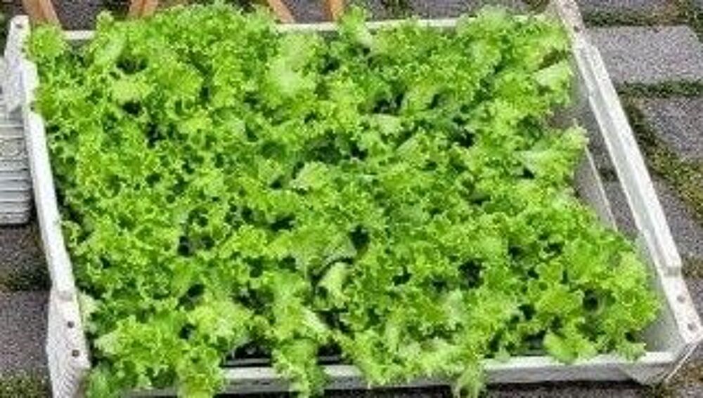 Plants mottes de salades Jardin