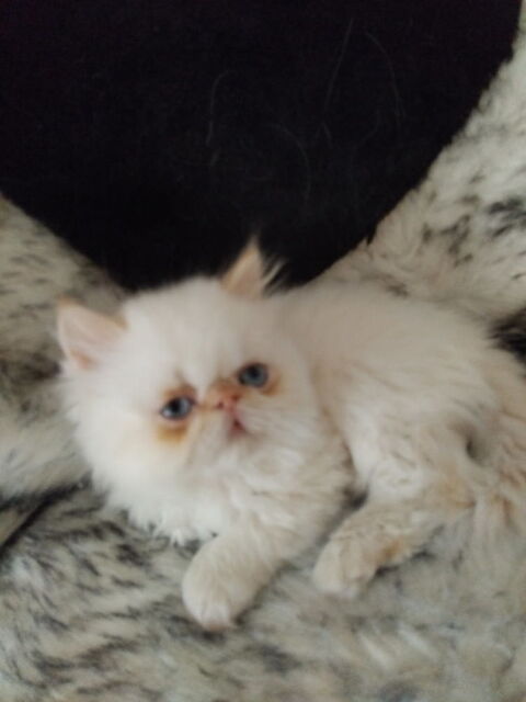 Chatons type persan 450 44550 Montoir-de-bretagne