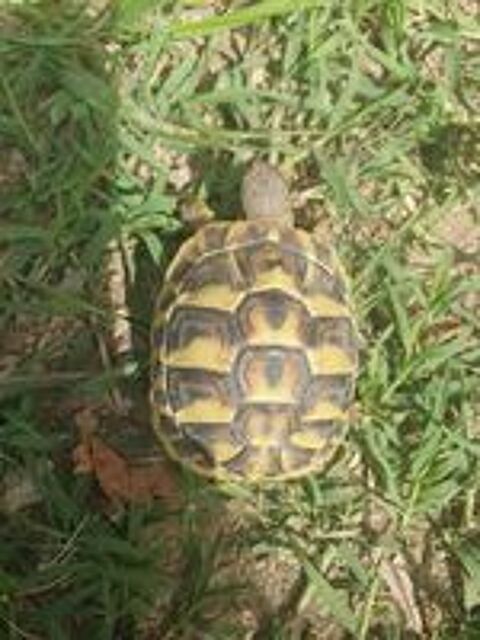   Tortue 2 ans 