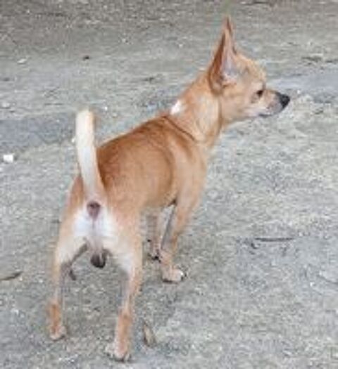   URGENCE A L'ADOPTION ULYSSE 