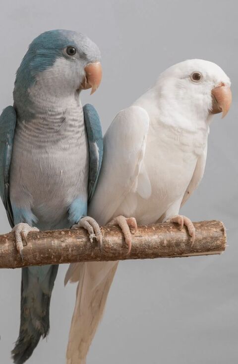 Conures souris 400 66740 Villelongue-dels-monts