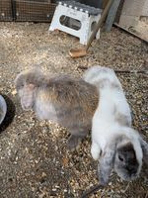   Lapin nain bélier  