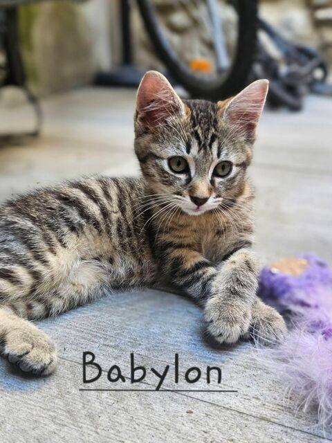 BABYLON 1 07580 Saint-jean-le-centenier