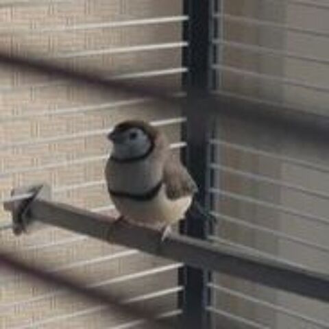 Diamant de Bicheno 0 44160 Pontch�teau