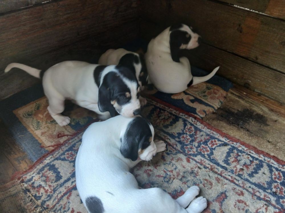   CHIOT FEMELLE ARIEGEOIS A RESERVER 