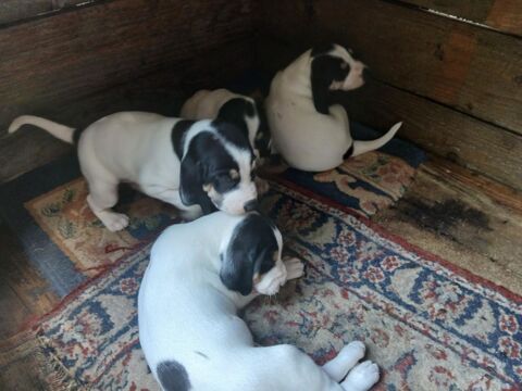 CHIOT FEMELLE ARIEGEOIS A RESERVER 0 15170 Coltines