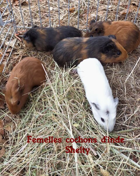 adorables cochons d'inde Shelty à l'adoption 10 49300 Cholet
