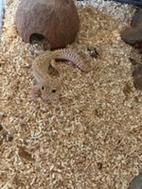   Gecko léopard femelle + terrarium et accessoire   