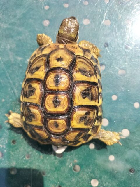 tortues de terre 80 13011 Marseille