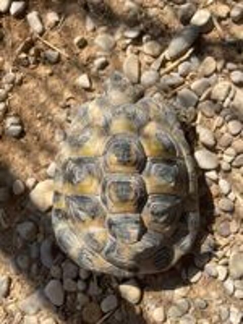   Tortue mâle 