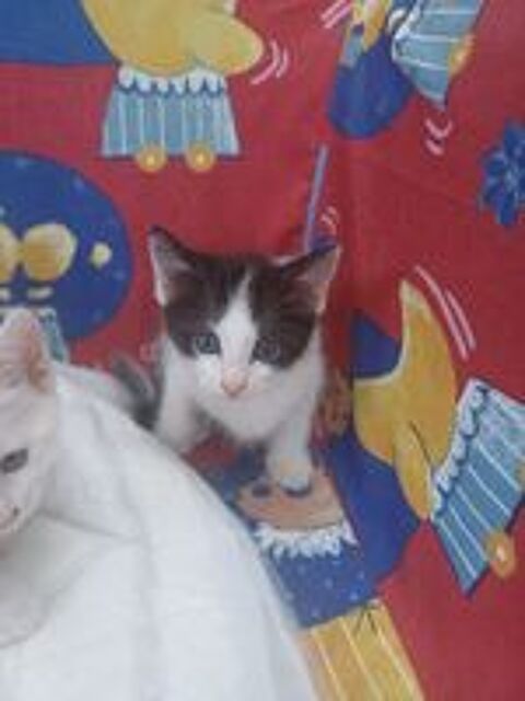   Bb chaton de maman angoras turc  